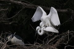 サギのコロニ-の様子