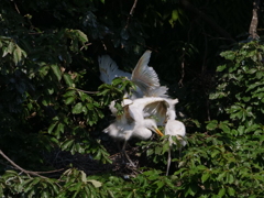 サギのコロニ-の様子