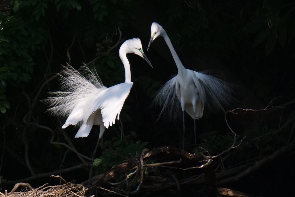 サギのコロニ-の様子