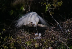 サギのコロニ-の様子