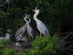 サギのコロニ-の様子