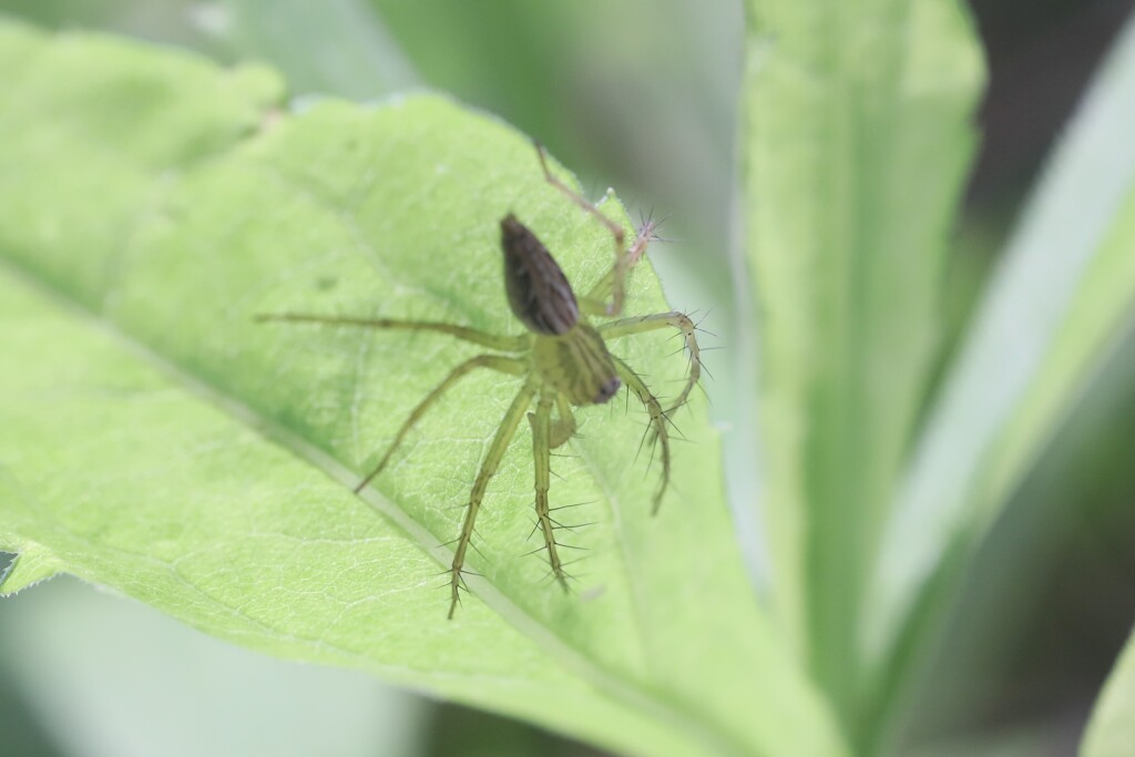TAMRON SP 90ｍｍ　macro　F2.5