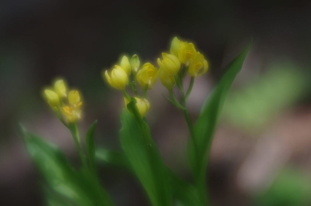 Lensbaby ソフトレンズ Velvet 56 56mm