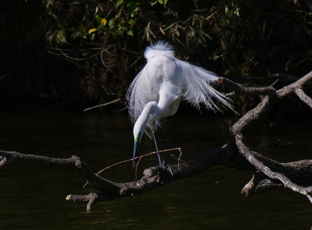 サギのコロニ-の様子