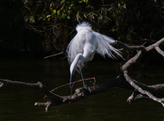 サギのコロニ-の様子