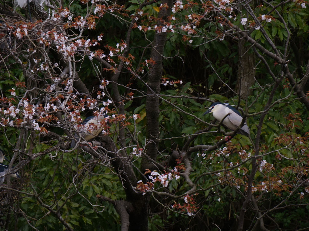 サギのコロニ-の様子