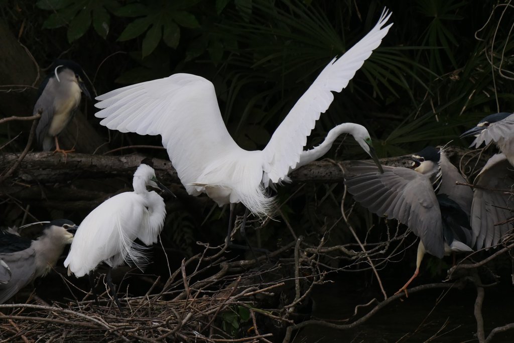 サギのコロニ-の様子
