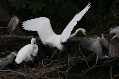 サギのコロニ-の様子