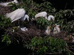 サギのコロニ-の様子