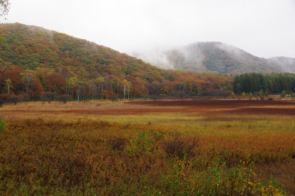 小田代が原の草紅葉