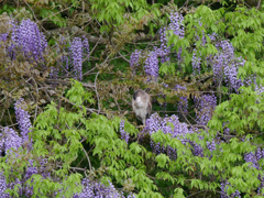 サギのコロニ-の様子