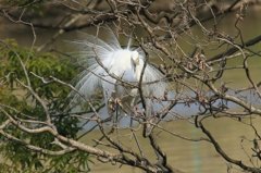 サギのコロニ-の様子