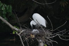 サギのコロニ-の様子