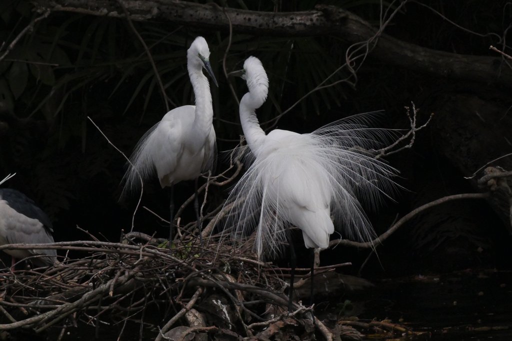 サギのコロニ-の様子
