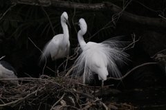 サギのコロニ-の様子