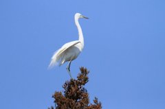ダイサギ