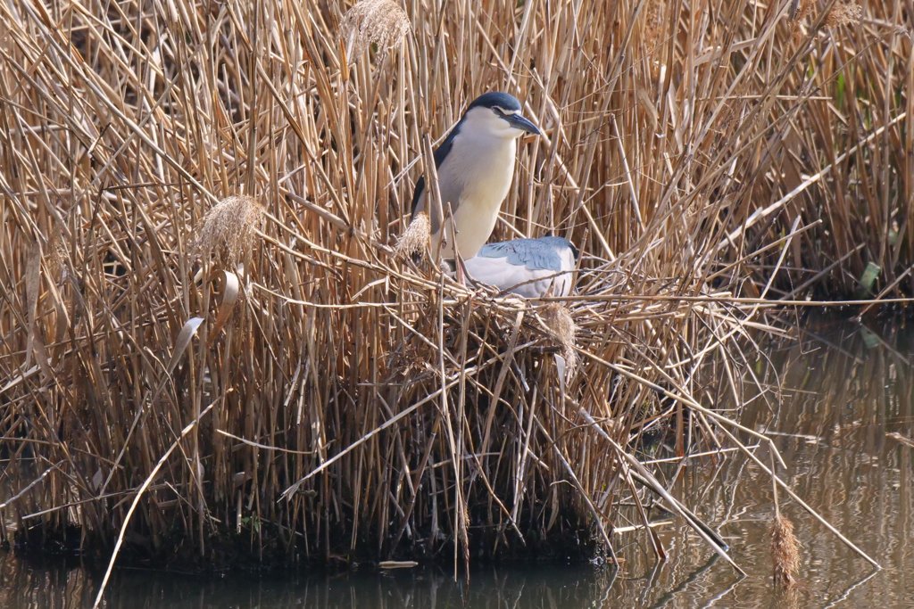 サギのコロニ-の様子