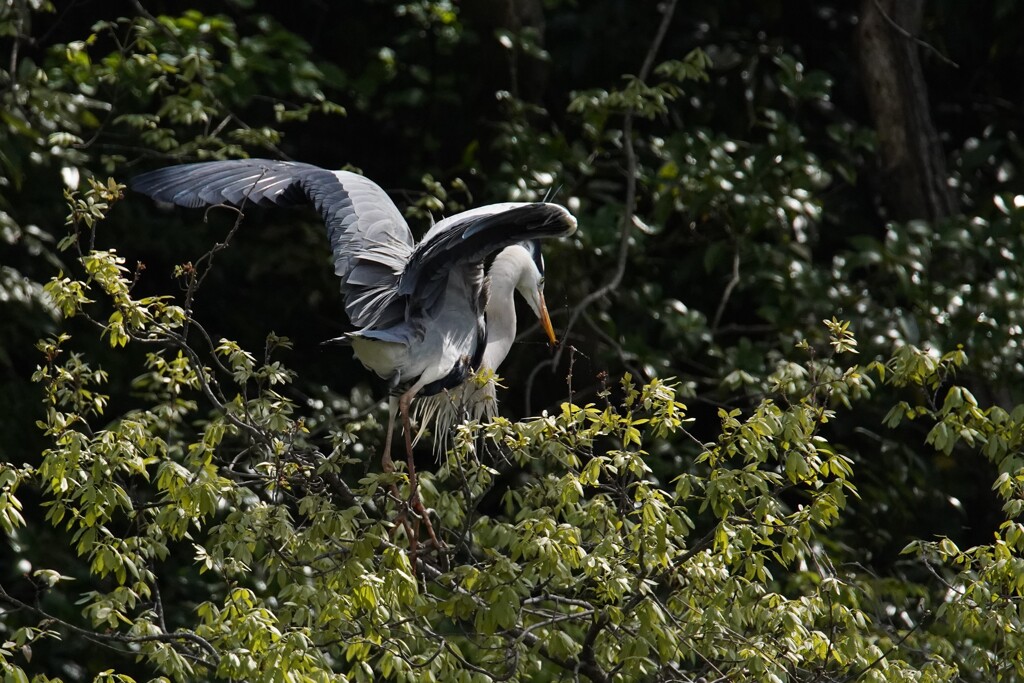 サギのコロニ-の様子