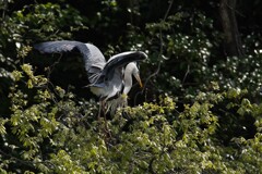 サギのコロニ-の様子