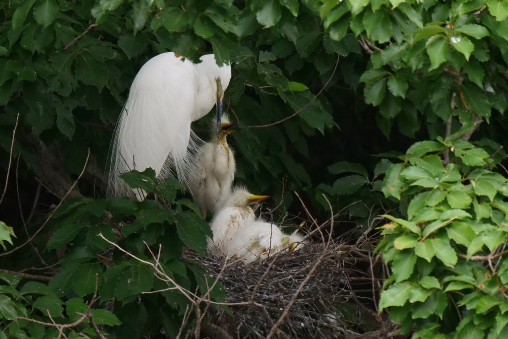 サギのコロニ-の様子