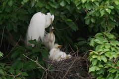 サギのコロニ-の様子