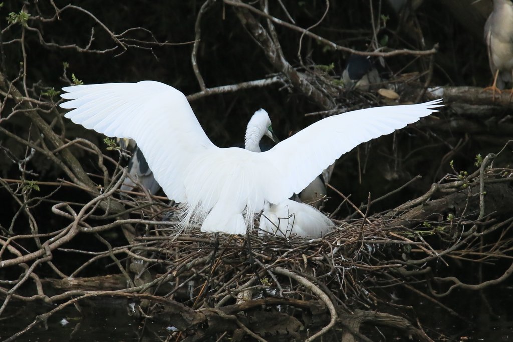サギのコロニ-の様子