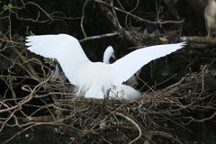 サギのコロニ-の様子