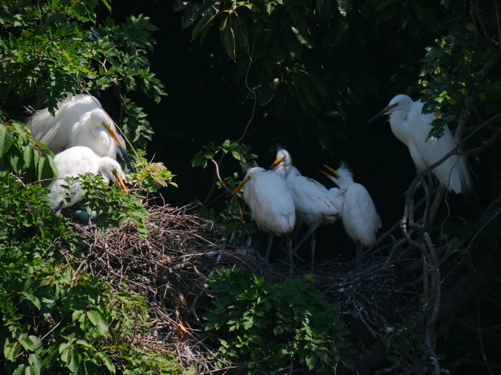 サギのコロニ-の様子