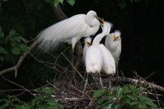 サギのコロニ-の様子