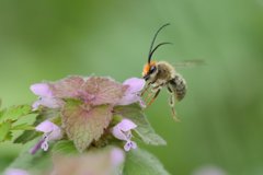 ヒメオドリコソウ