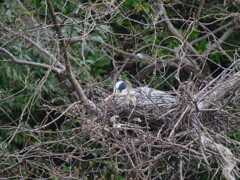 サギのコロニ-の様子