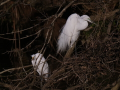 サギのコロニーの様子