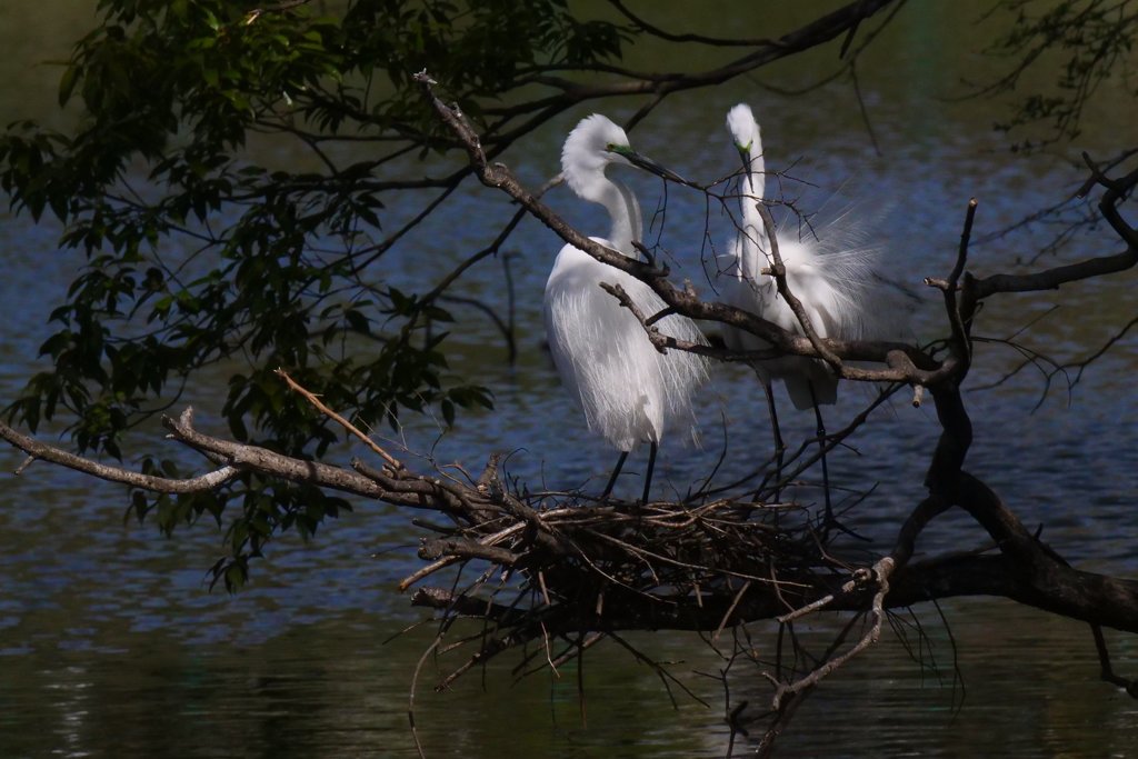 サギのコロニ-の様子