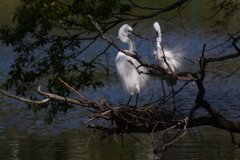 サギのコロニ-の様子