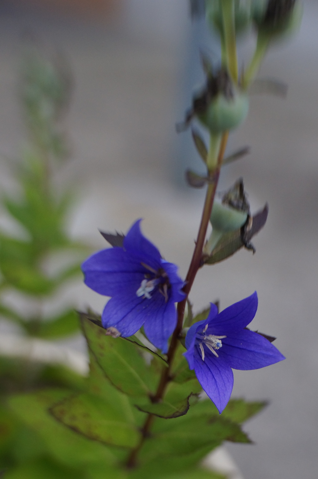 Lensbaby Sweet35