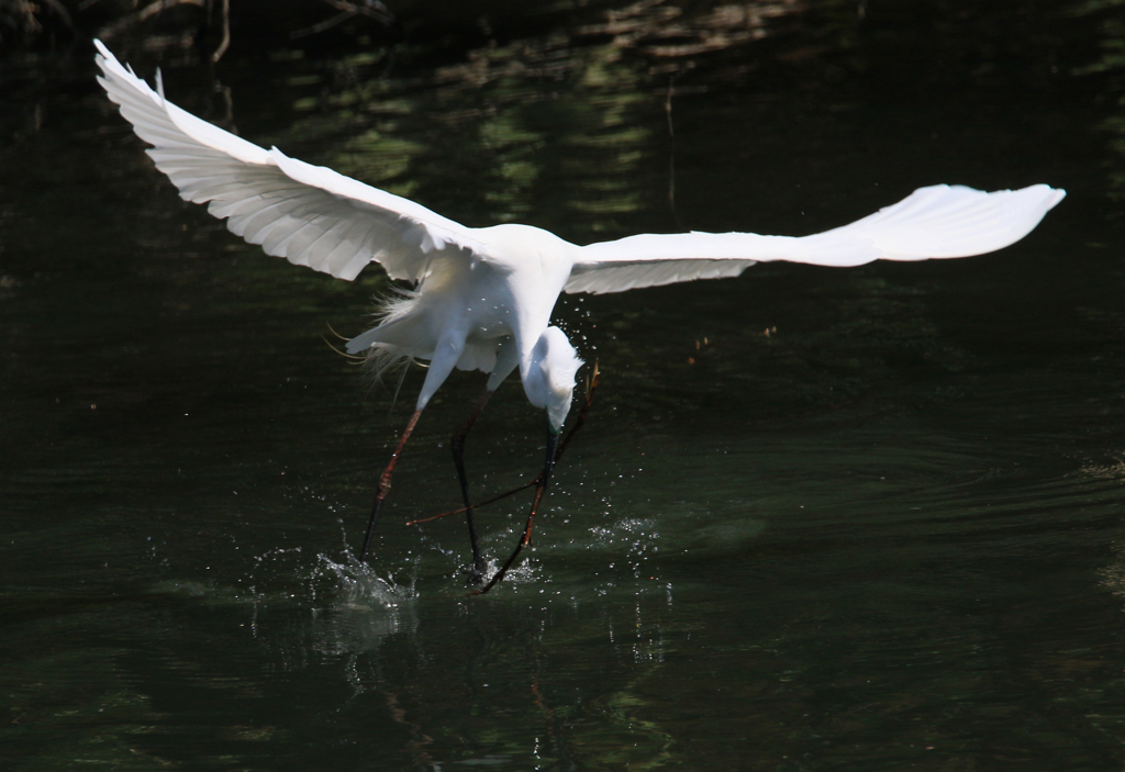 サギのコロニ-の様子