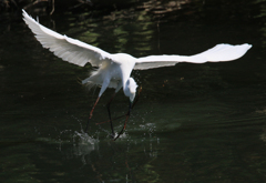 サギのコロニ-の様子
