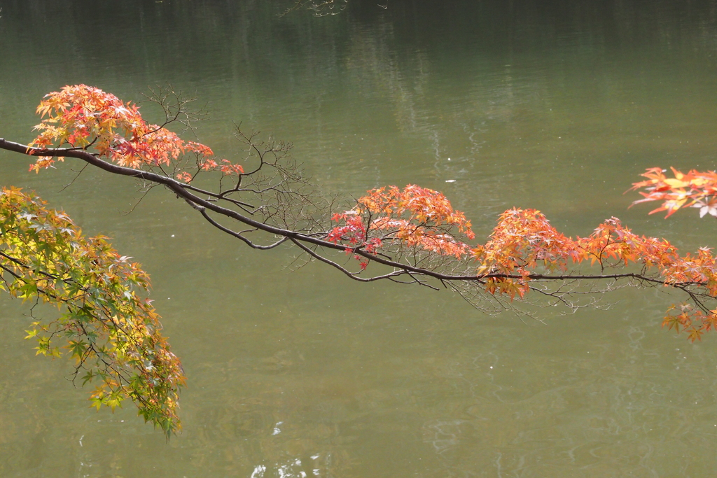 泉自然公園紅葉