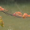 泉自然公園紅葉