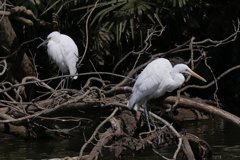 サギのコロニーの様子