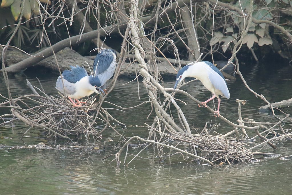 サギのコロニ-の様子