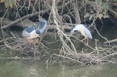 サギのコロニ-の様子