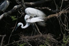 サギのコロニ-の様子