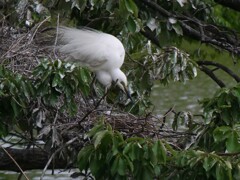 サギのコロニ-の様子