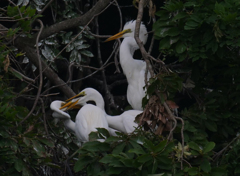 サギのコロニ-の様子