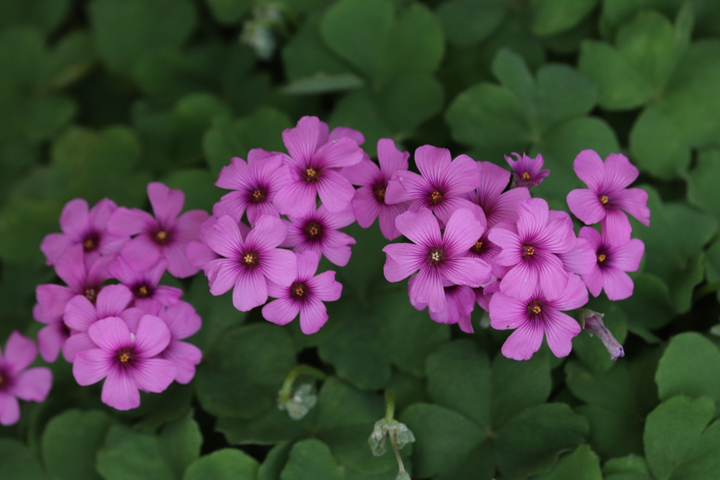 MFの花