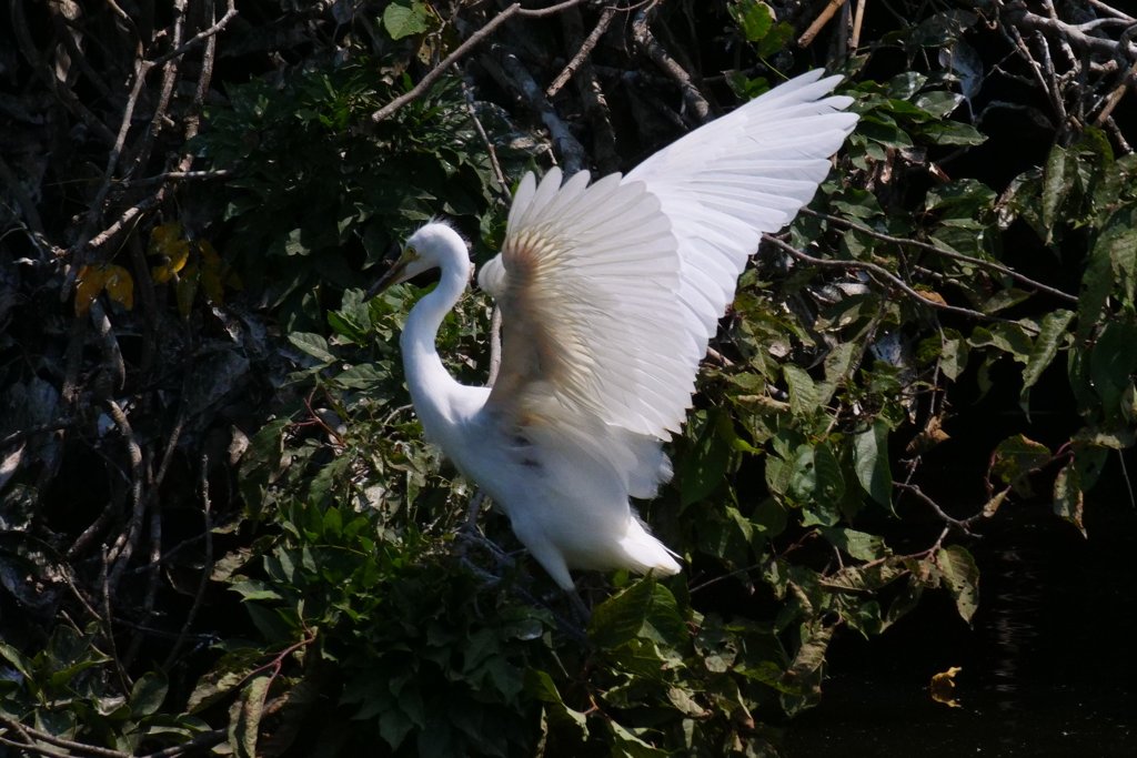 サギのコロニ-の様子