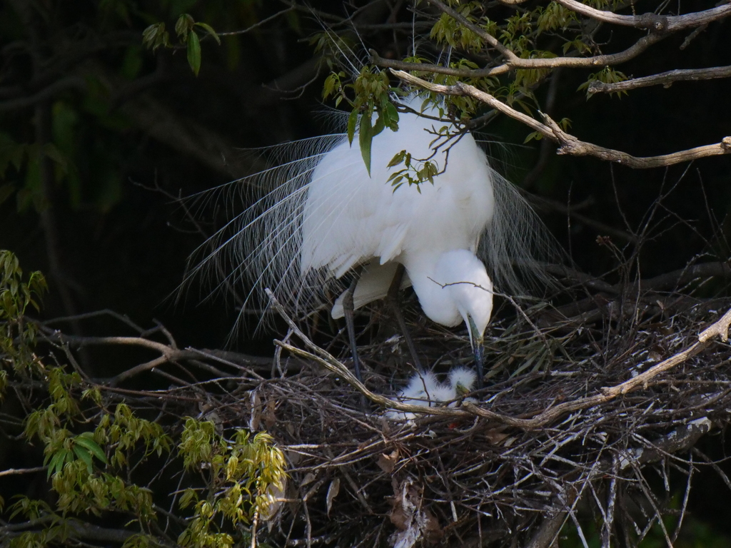 サギのコロニ-の様子