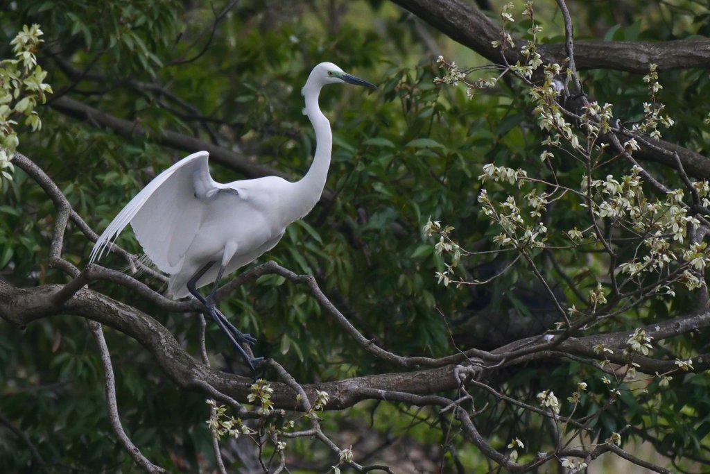 サギのコロニ-の様子