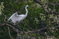 サギのコロニ-の様子